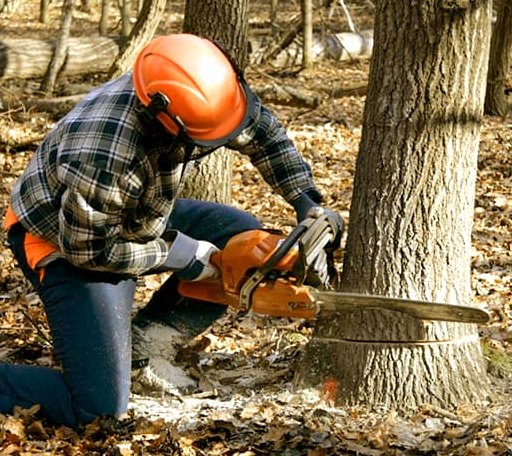 Tree Removal in Olmito, TX